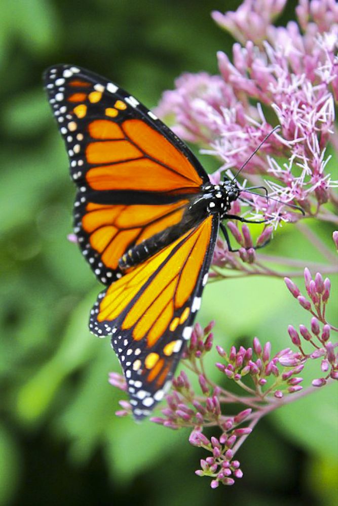 At the Butterfly Garden at Roger Williams Zoo in Providence, Rhode ...