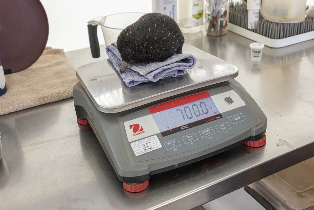 A small brown animal atop a towel atop a scale
