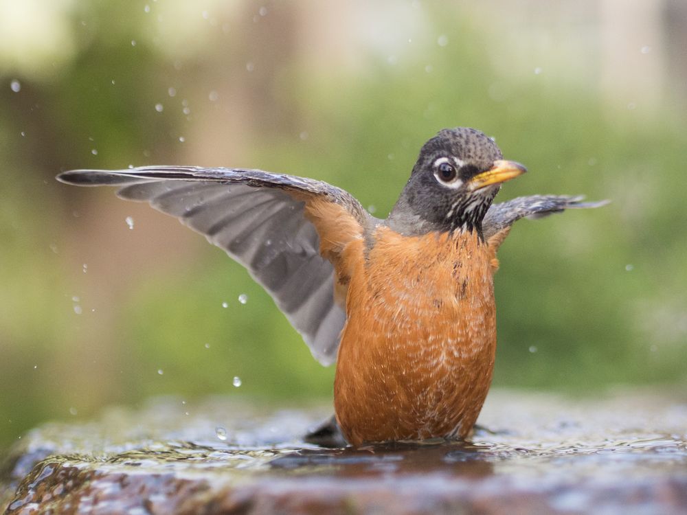 robin-bird-bath.jpg