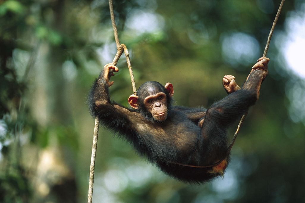 05_28_2014_chimp.jpg