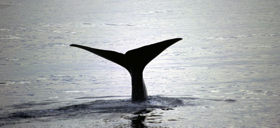 Blue Whale in bay near Kaikoura 