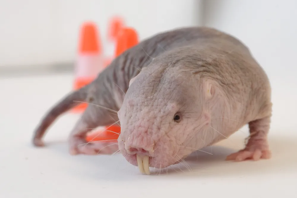 a naked mole-rat on a white surface with small orange cones in the background