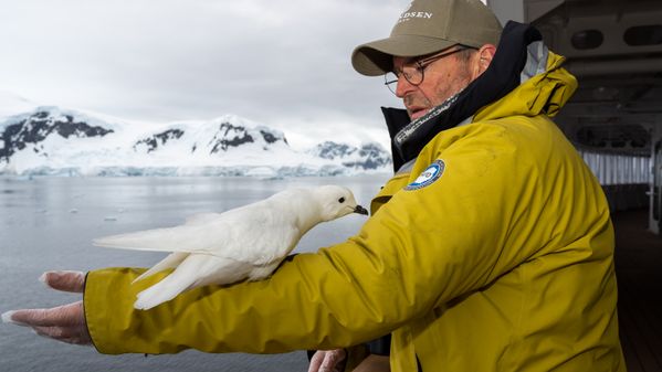 Snow Petrel thumbnail