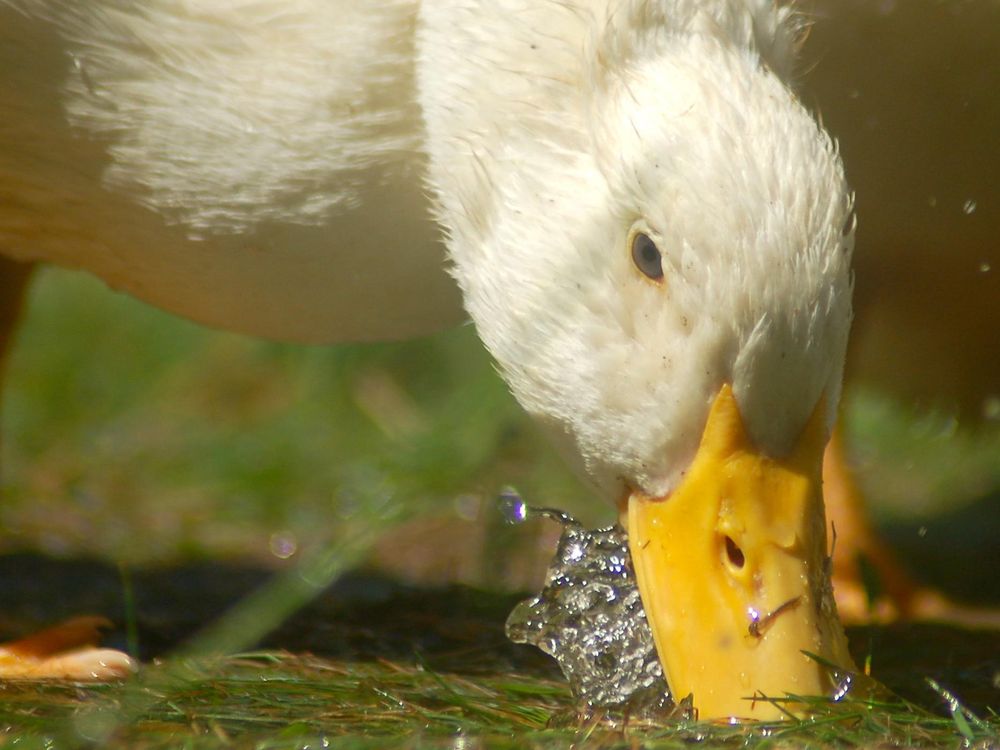 Duck Crop