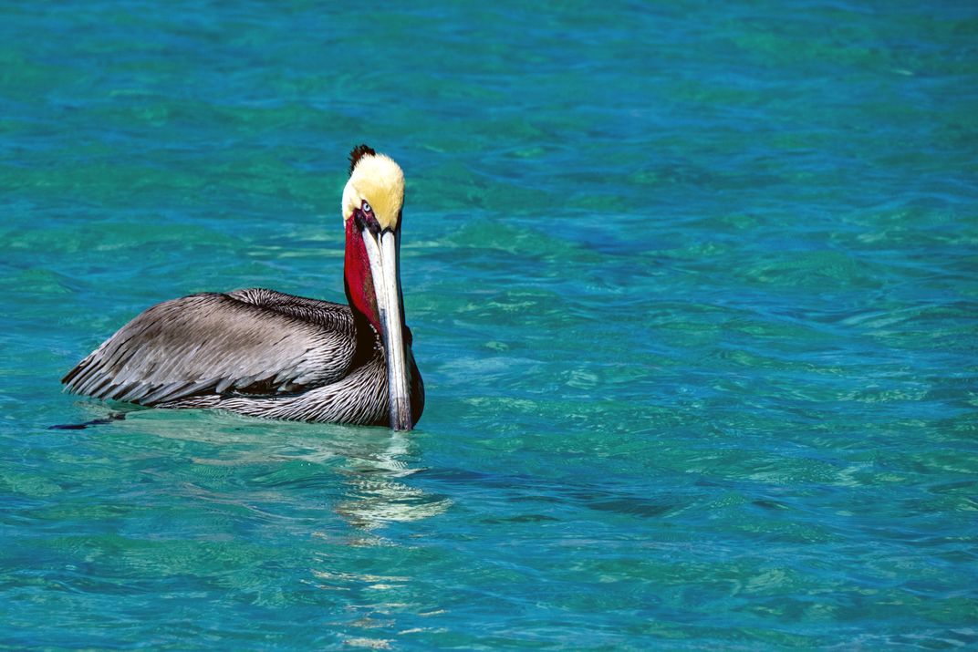 Pelican in Baja, Mexico