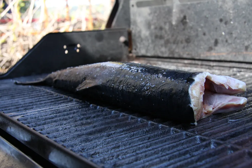 04_02_2014_pink salmon.jpg