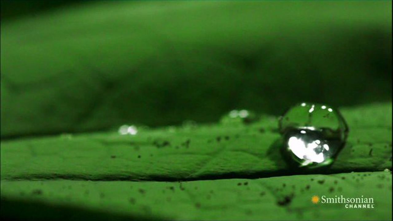 Preview thumbnail for Nature Inspires Water Resistant Clothes