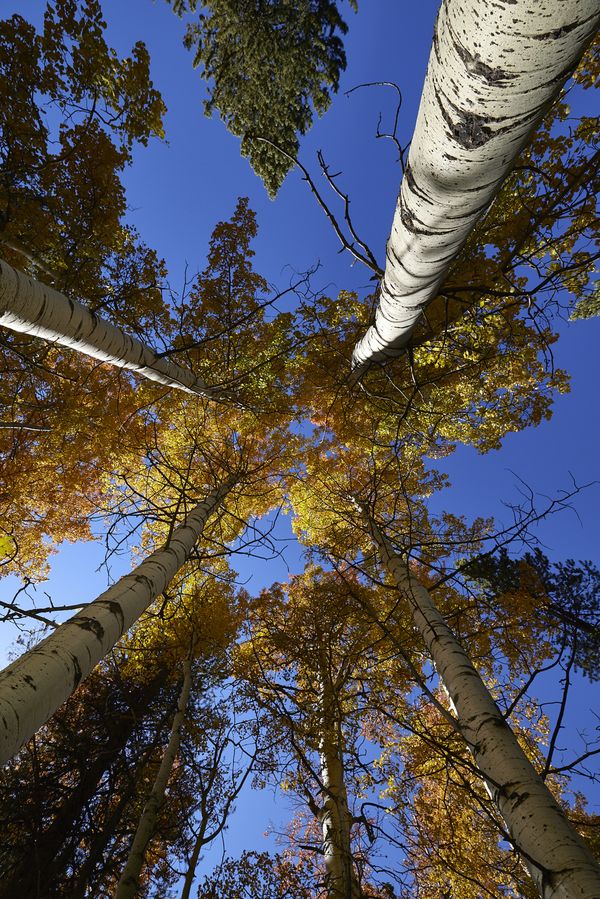 Teton Aspen, Autumn thumbnail