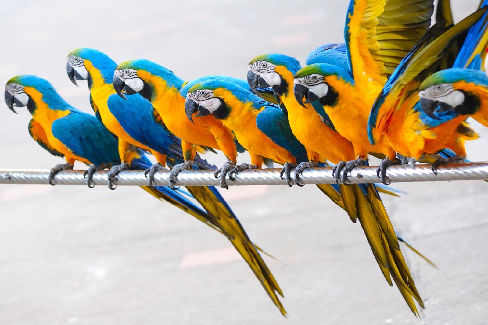 14 Fun Facts About Parrots, Science