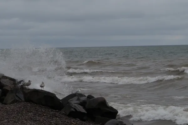 Seagulls and Splash thumbnail