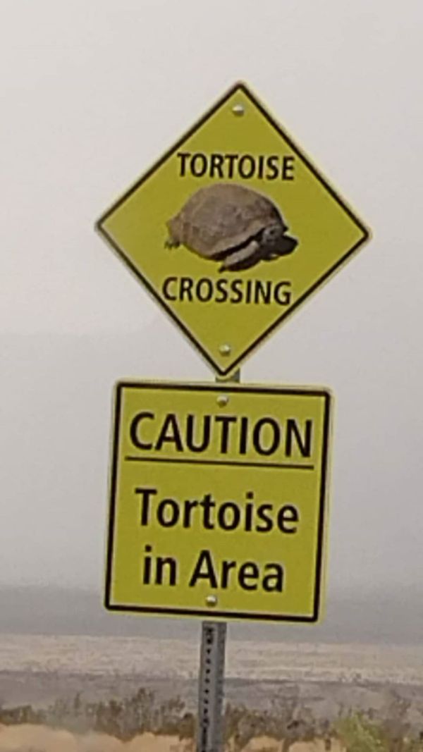 Tortoise area thumbnail