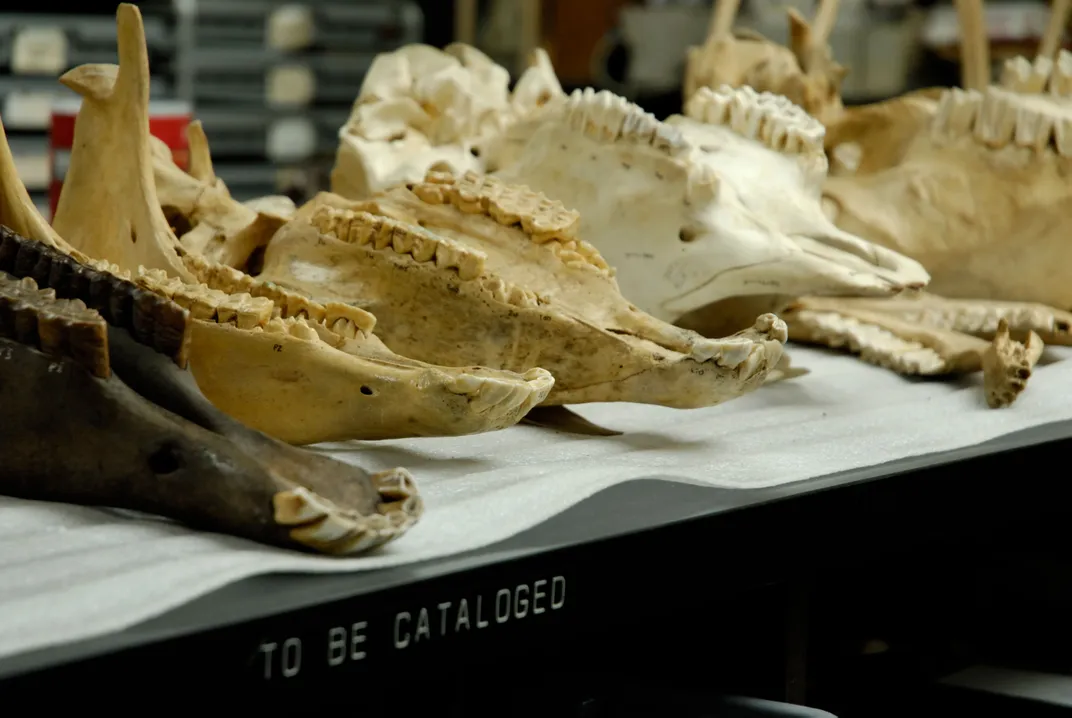 Preserve and Protect: How Paleontologists Care for Their Long-Dead, High-Maintenance Stars