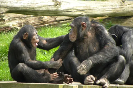 In a study of great apes&#39; playful antics, chimpanzees seemed to enjoy slapping adults, especially those that were dozing off.