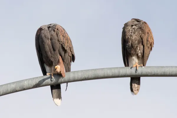 Harris's Hawks thumbnail