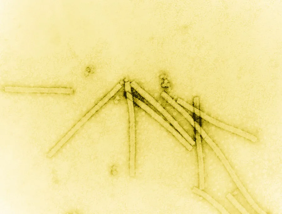 Tobacco Mosaic Virus