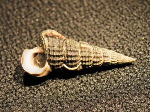 horn snails
