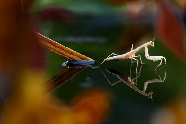 walking on water thumbnail