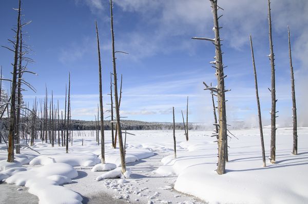 A frozen stream surrounded by trees at Yellowstone NP thumbnail