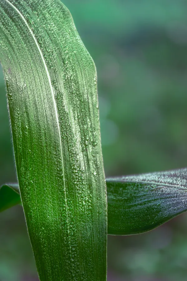 Green and dewdrops thumbnail