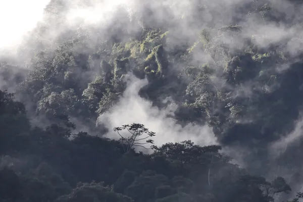 Forest being caressed by clouds thumbnail