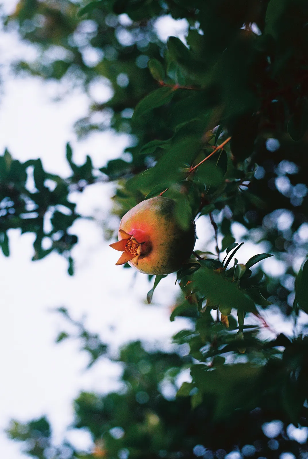 pomegranate hangs in a tree