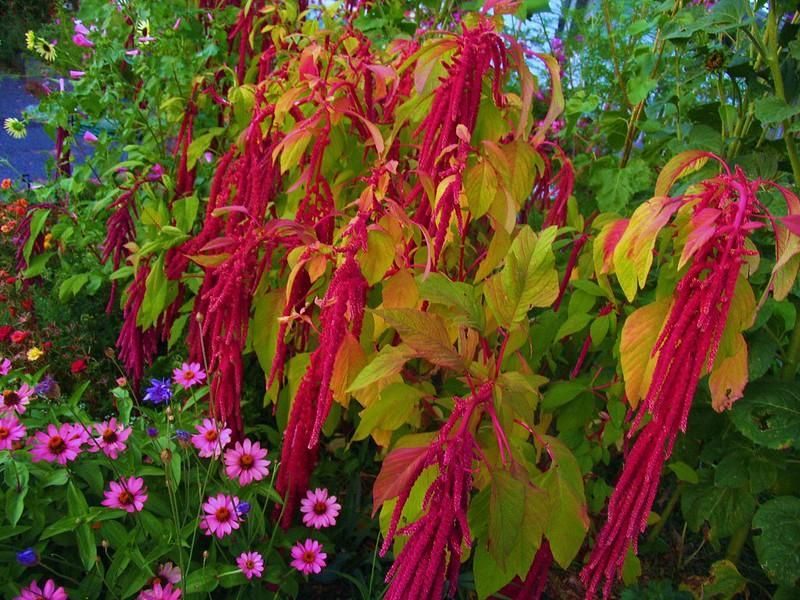 amaranth