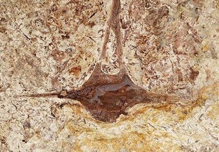 A vertebra fossil of an extinct dolphin species found at the site.