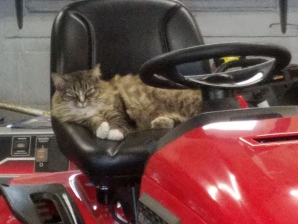Cat Mowing Lawns thumbnail