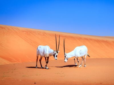 Arabian oryx at the Dubai Desert Conservation Reserve.