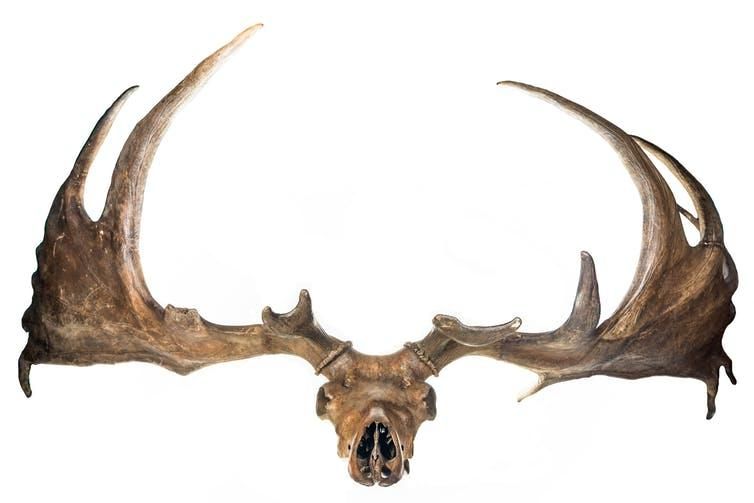 Ice age giant deer are a mainstay of natural history museums - the males’ antlers approached four metres across.