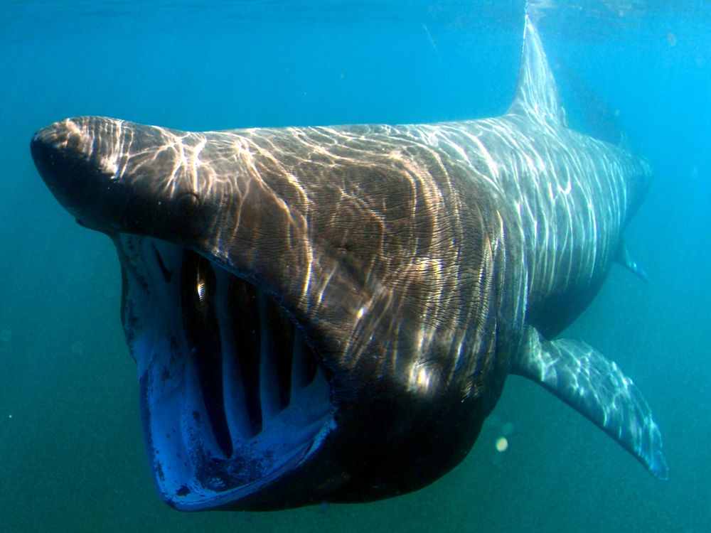 Photo of a basking shark with its mouth open underwater 