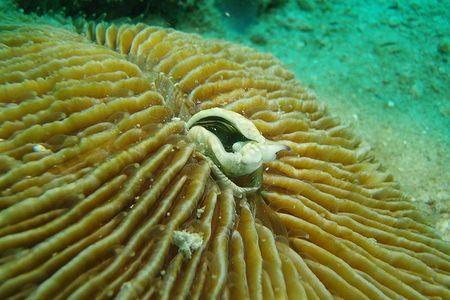 Researchers witnessed this coral slowly slurp up a sea slug back in December of 2014. 