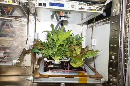 This past fall, astronauts harvested Mizuna mustard, Waldmann's green lettuce and Outredgeous red romaine lettuce from the Veggie plant growth chamber on the International Space Station.