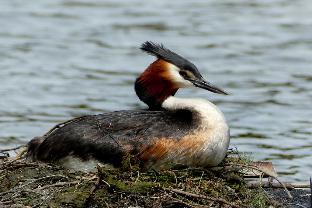 bird with orange-brown cheeks and black crest sits surrounded by water