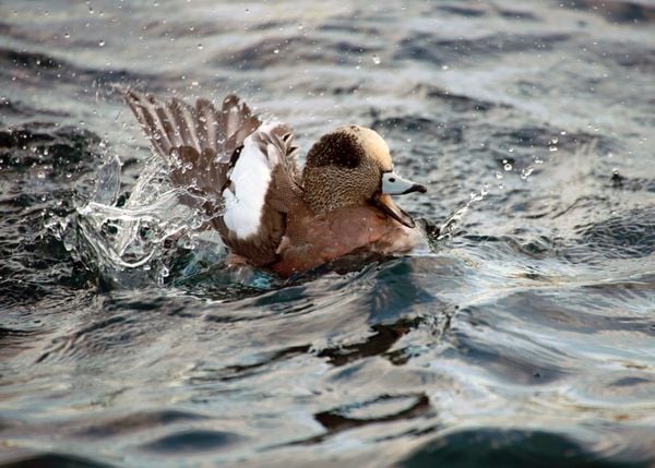 duck splashing in the water with open mouth thumbnail