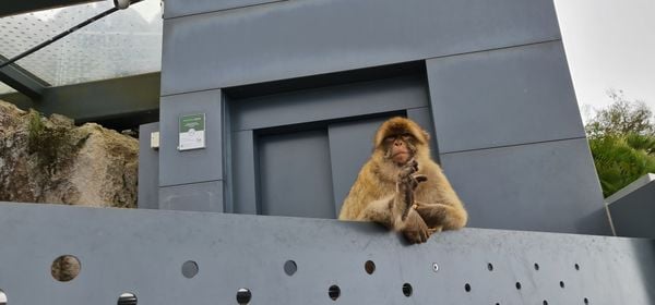 Monkey chilling in Gibraltar on the Rock thumbnail