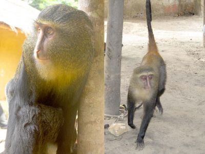 A male, left, and a female, right, of the new monkey species.