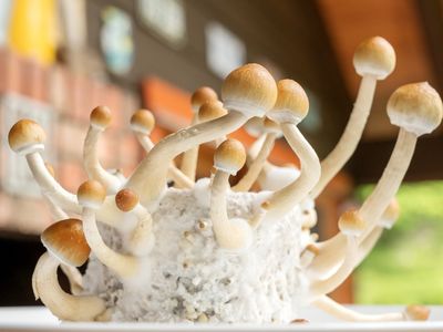 Magic mushrooms remain illegal in the U.S. for recreational use, but researchers have tested psilocybin as a treatment for a variety of mental illnesses.&nbsp;
