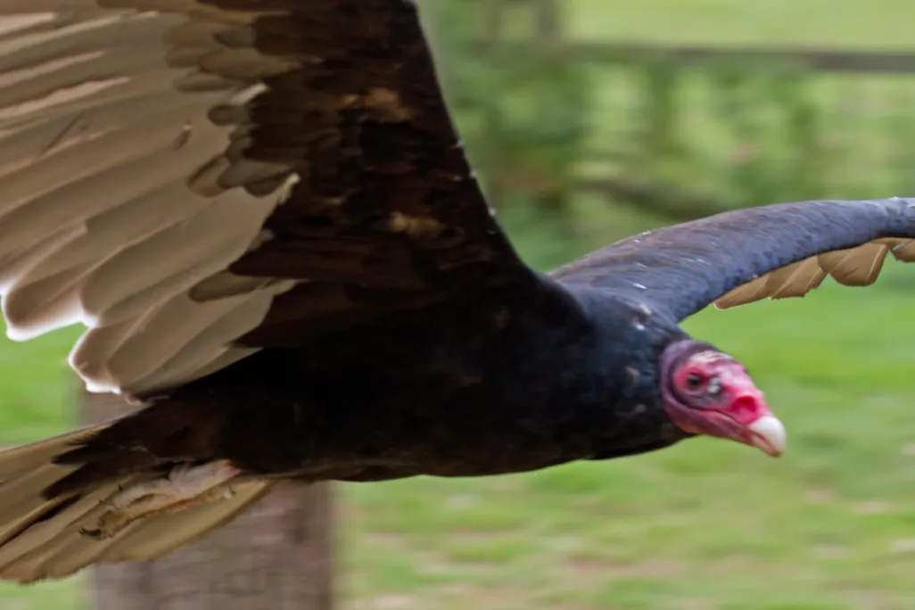 Turkey_Vulture_in_flight_1_(6022496126).jpg