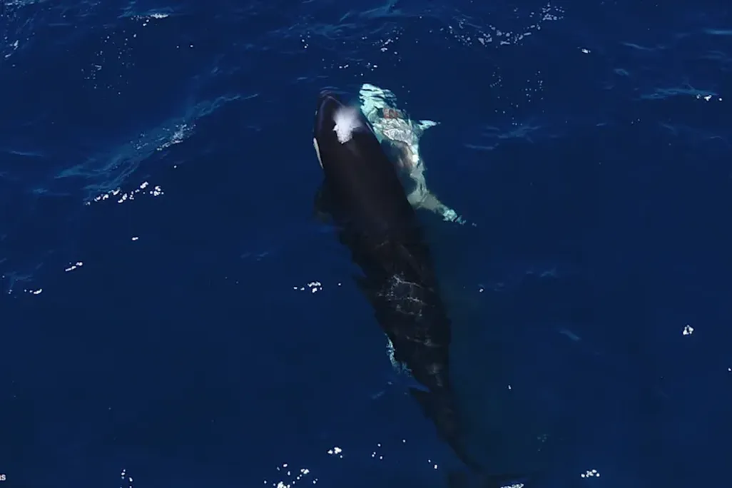 Orca swimming next to much smaller shark