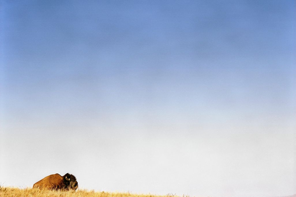 10_06_2014_bison.jpg
