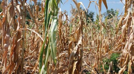 Could climate change (a drought in Tanzania) spark a violent conflict?