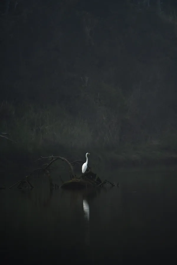 Lone Egret thumbnail