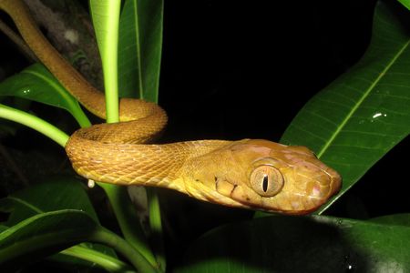 The brown tree snake slithers through vegetation.