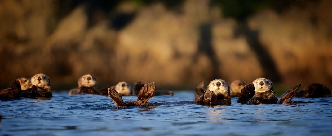 Sea Otters