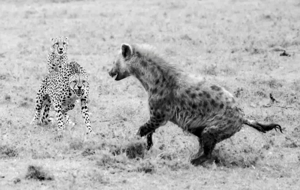 Mother Cheetah Trying to Protect Her Young Cub thumbnail