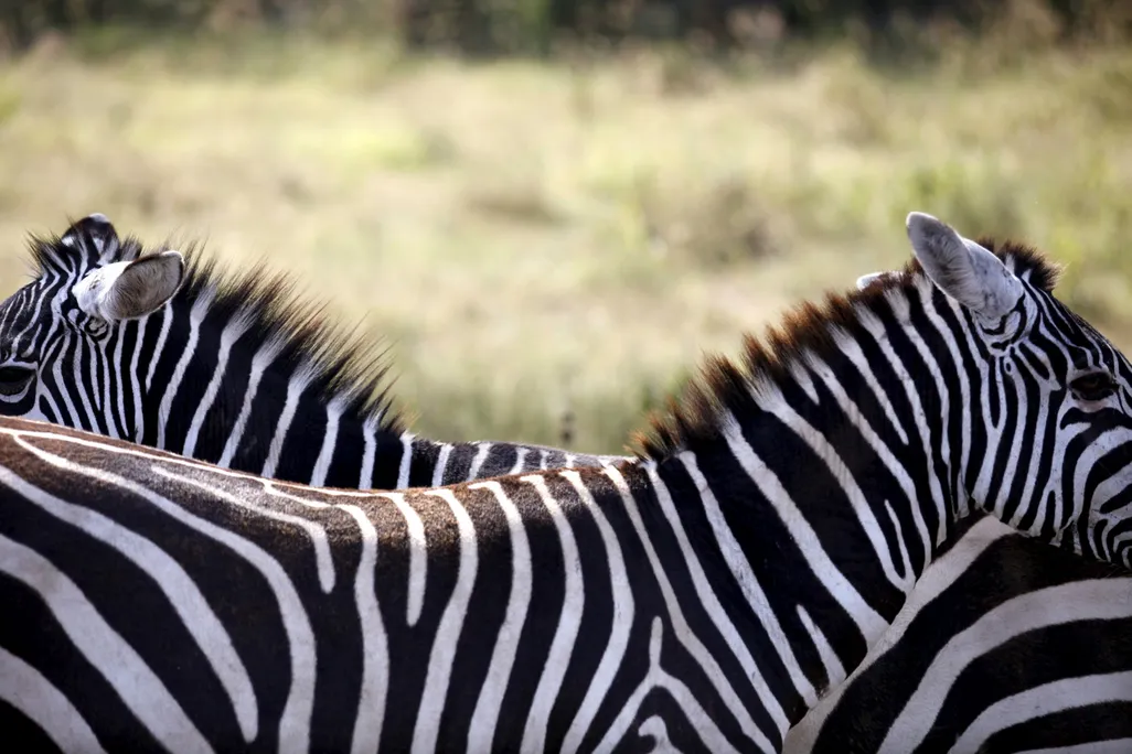 Zebra