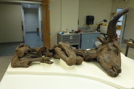 This mummified steppe bison was donated to the Smithsonian’s National Museum of Natural History in the 1970s. Right now, museum audiences can see it online during a virtual tour. (Michelle Pinsdorf, Smithsonian)
