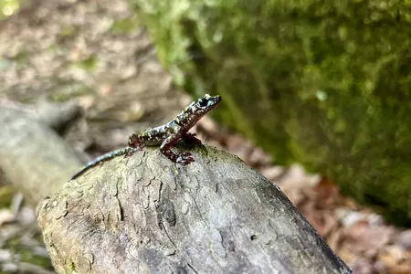 A Hickory Nut Gorge green salamander rests on a log.