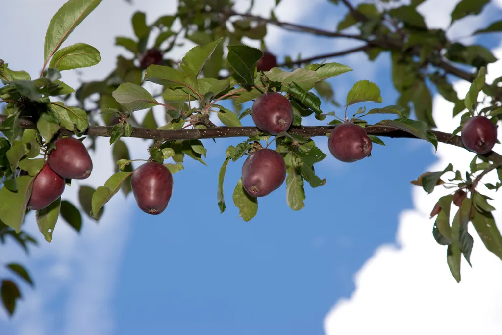 Malus sieversii
